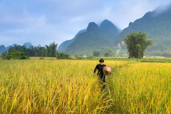 Ilustrasi ciri tanaman padi kena sundep. Foto: Pexels.com/Quang Nguyen Vinh