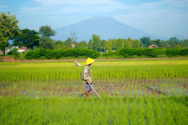 Ilustrasi Cara Pemberian Garam pada Tanaman Padi,Foto: Pexels/Rosyid Arifin