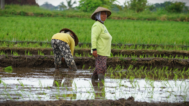 Ilustrasi perempuan di desa wisata. Foto: I Made Rai Yasa/Shutterstock