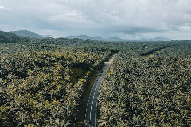 Ilustrasi plasma sawit adalah. Foto: Pexels/Pok Rie