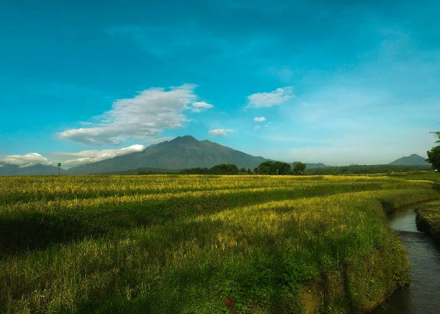 Ilustrasi Ciri-Ciri Sawah yang Ada Belutnya, Unsplash/Yazid Hasan