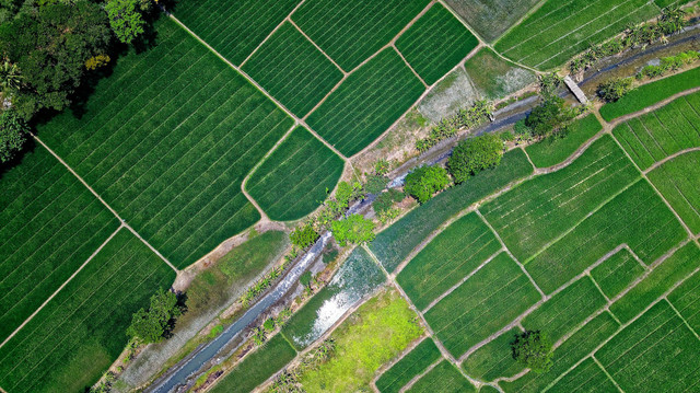 Ilustrasi cara mengatasi sawah kekeringan. Pexels/Tom Fisk