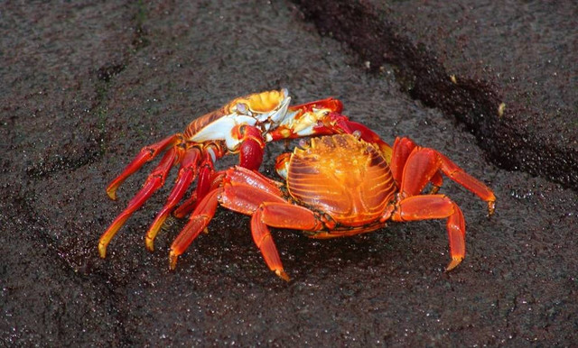 Ilustrasi Hukum Makan Kepiting Laut dan Kepiting Sawah  Sumber Unsplash/Jim Strasma