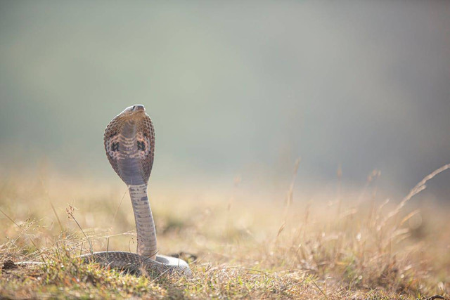 Ilustrasi Apakah Ular Sawah Menggigit. Pexels/Anil Sharma