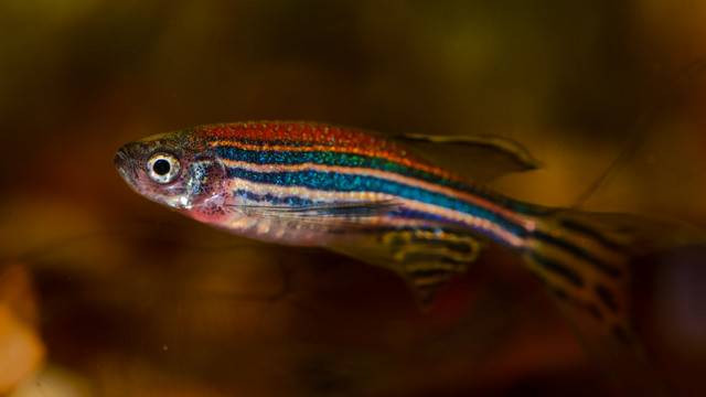 Ilustrasi ikan zebra atau zebrafish (Danio rerio).  Foto: Kuznetsov Petr/Shutterstock