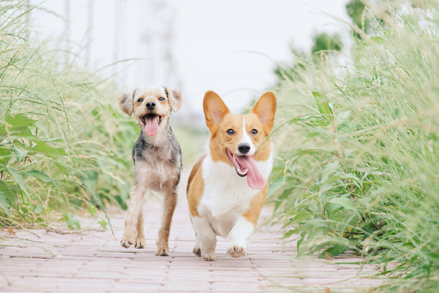 Ilustrasi Tanda Jamur Anjing Sembuh, Unsplash/Alvan Nee