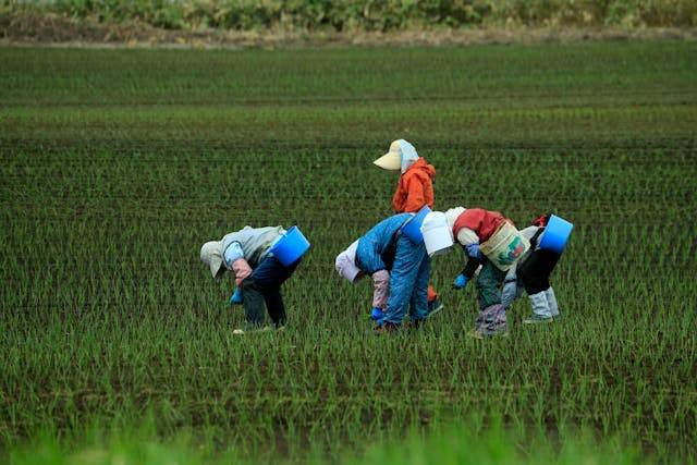 Ilustrasi Hukum Menggarap Sawah Gadai. Sumber: Pexels/Saturnus99