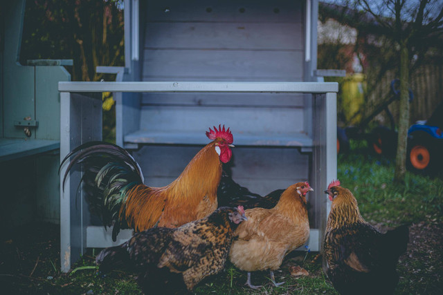 Ilustrasi cara mengolah keong sawah untuk pakan ayam. Pexels/Matthis Volquardsen