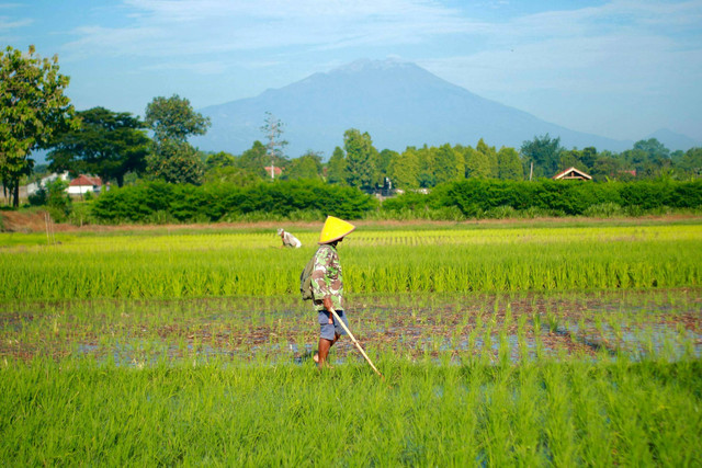 Ilustrasi cara mencari lintah sawah. Pexels/Rosyid Arifin