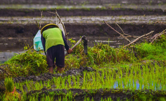 Ilustrasi cara membajak sawah secara tradisional. Pexels/donny yularso