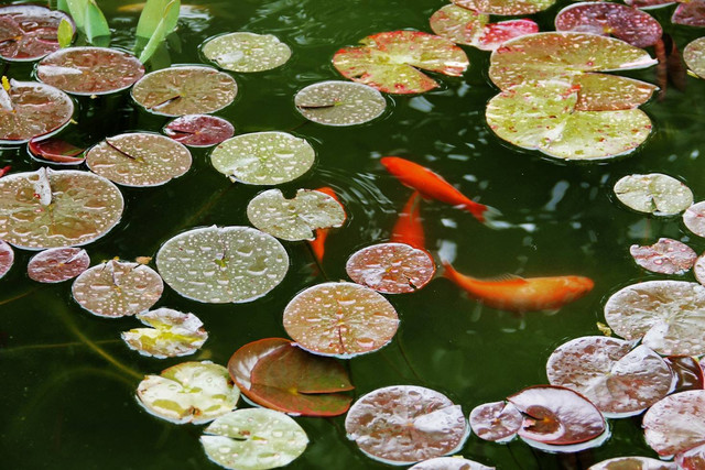 Ilustrasi Penyebab air kolam ikan menyusut.Unsplash/Jan Canty