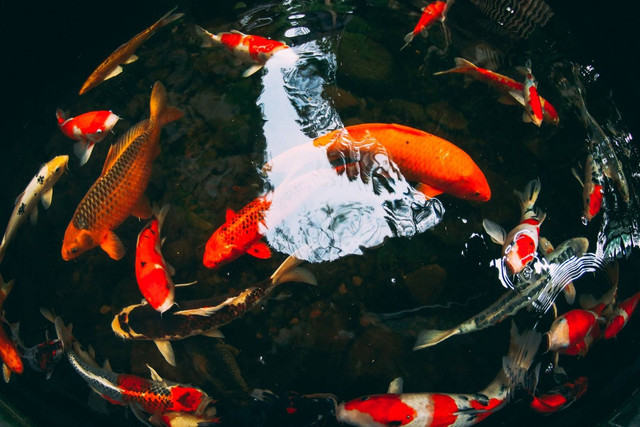 Ilustrasi fakta unik ikan koi, foto: unsplash/Fachry Zella Devandra