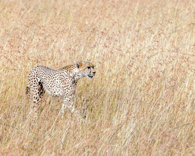 Ilustrasi Fakta Unik tentang Hewan Cheetah, Foto:Unsplash/sutirta budiman