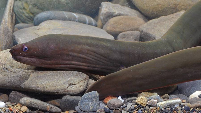 Spesies baru belut moray, Uropterygius hades. Foto: Wen-Chien Huang via ZooKeys