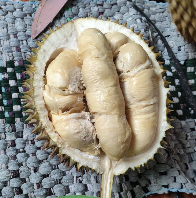 Gambar Durian Desa Lolong. Foto: Fadhil Rizq Ar Raafi