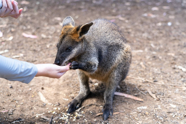 Apakah ke Solo Safari Boleh Bawa Makanan Dari Luar? Foto hanya ilustrasi, bukan tempat sebenarnya. Sumber foto: Unsplash-Haonan Zhang