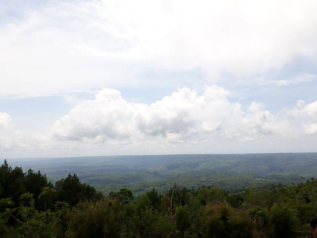 Dokumentasi pribadi milik penulis. Diambil pada 16 Desember 2024. Pesona Alam Hutan Pinus Mangunan Yogyakarta. Diambil pada pukul 10.30 WIB.