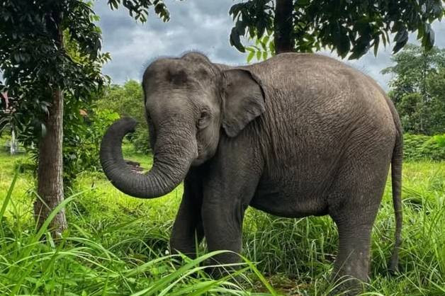 Gajah bernama Rimbani. Foto: Instagram/@btn_tessonilo