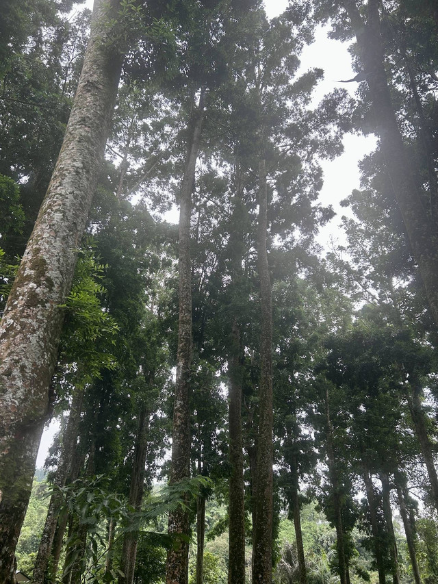 Hutan Batu Raden (Poto Koleksi Pribadi Maila DInia Husni Rahiem)