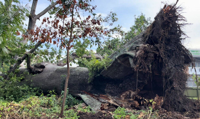 Pohon Rangdu yang berusia sekitar 400 tahun rubuh di Kabupaten Indramayu, Minggu (5/1/2025). Foto: kumparan