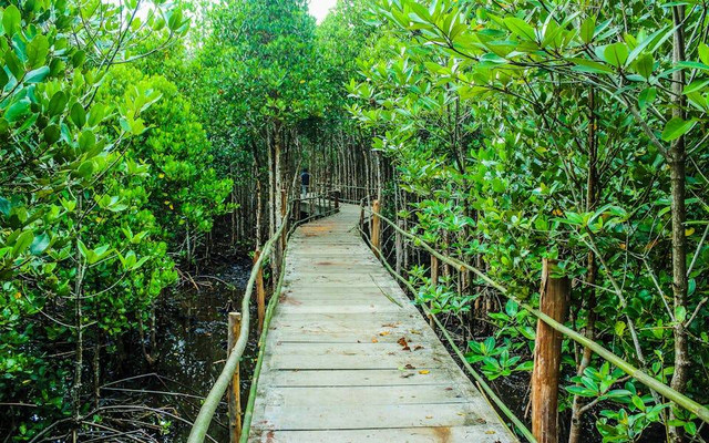 Banyuurip Mangrove Center Gresik. Foto hanya ilustrasi, bukan tempat sebenarnya. Sumber: pexels.com/icon0 com