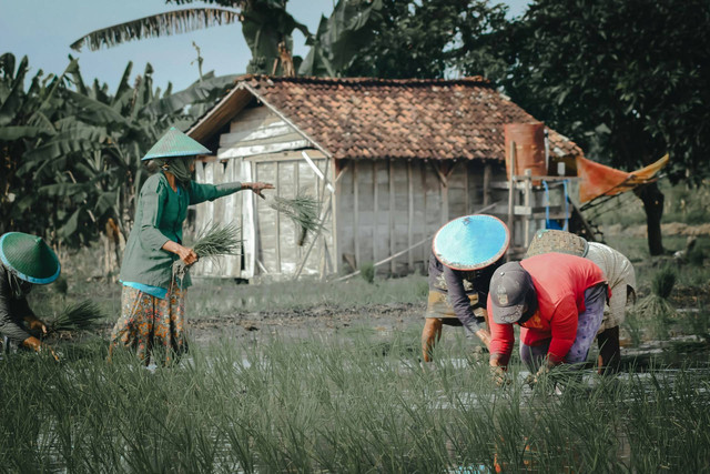 Wisata di Bojonegoro yang lagi hits. Foto kegiatan pertanian masyarakat di Kabupaten Bojonegoro. Sumber: Unsplash/En Ji