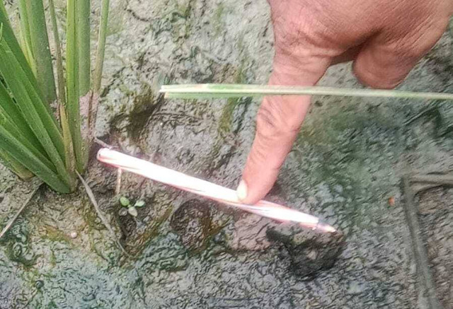 Jejak kaki hewan yang diduga macan di Gunungkidul. Foto: Dok. BKSDA Yogyakarta