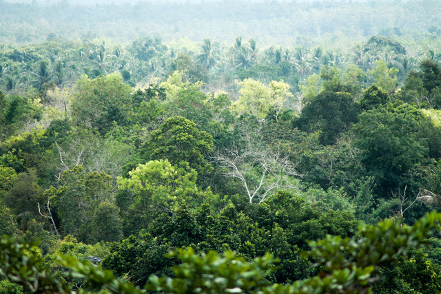 Ilustrasi hutan di Indonesia (Sumber : https://www.pexels.com/id-id/foto/alam-hutan-lingkungan-hidup-pohon-hijau-15075318/)