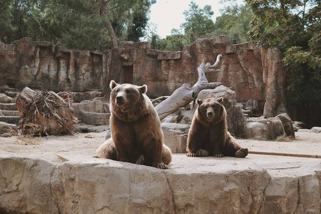 Bandung Zoo. Foto hanyalah ilustrasi bukan tempat sebenarnya. Foto hanyalah ilustrasbukan tempat sebenarnya. Sumber: Unsplash/Wilkins Morales