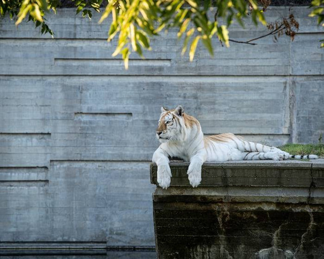 Bandung Zoo dekat stasiun apa. Foto hanyalah ilustrasi bukan tempat sebenarnya. Sumber: Unsplash/Angel Luciano