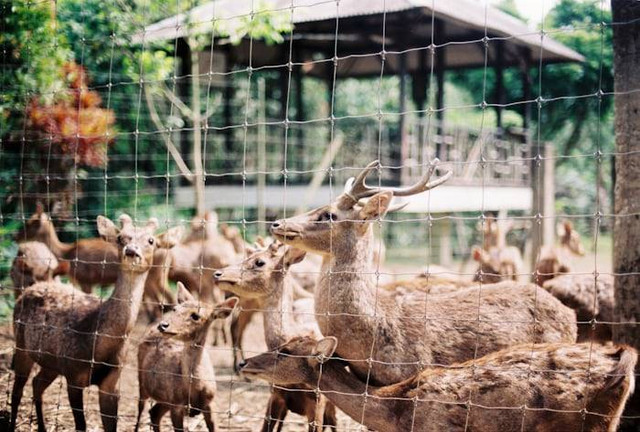 Wisata Mini Zoo. Foto hanyalah ilustrasi bukan tempat sebenarnya. Sumber: Unsplash/Helene Nguyen