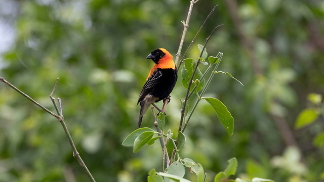 Burung hooded pitohui, burung beracun yang hidup di Papua New Guinea.  Foto: offitaly/Shutterstock