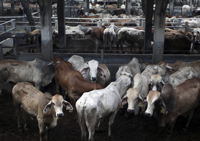 Sapi impor berada di kandangnya usai diberikan Vaksin dan pengambilan sample darah saat pelaksanaan pengawasan karantina Pemasukan Sapi Impor di Tanjung Burung, Kabupaten Tangerang, Banten, Selasa (7/1/2025). Foto: Muhammad Iqbal/ANTARA FOTO