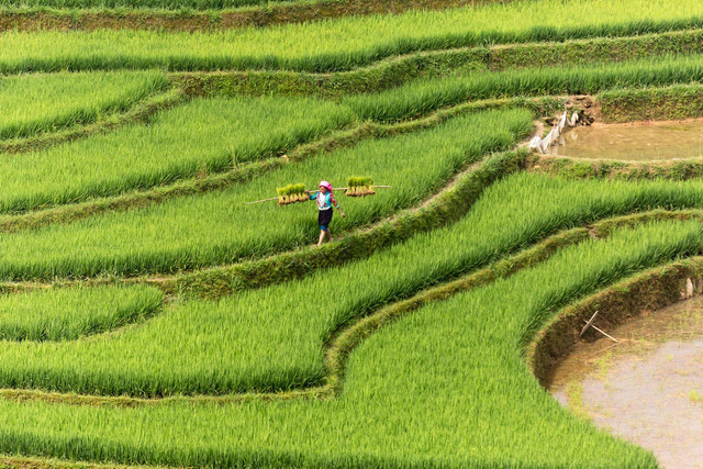 Ilustrasi Cara pengairan tanaman padi. Foto: Pexels.com/Quang Nguyen Vinh