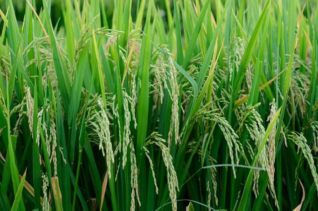 Ilustrasi Cara pengendalian gulma pada tanaman padi sawah. Foto: Pexels.com/Duc Anh Nguyen