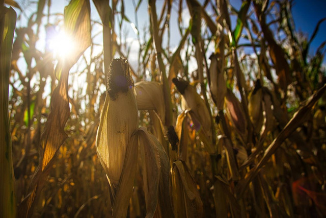 Ilustrasi Ciri Tanaman Jagung Kekurangan Unsur Hara, Foto: Unsplash/Joran Quinten