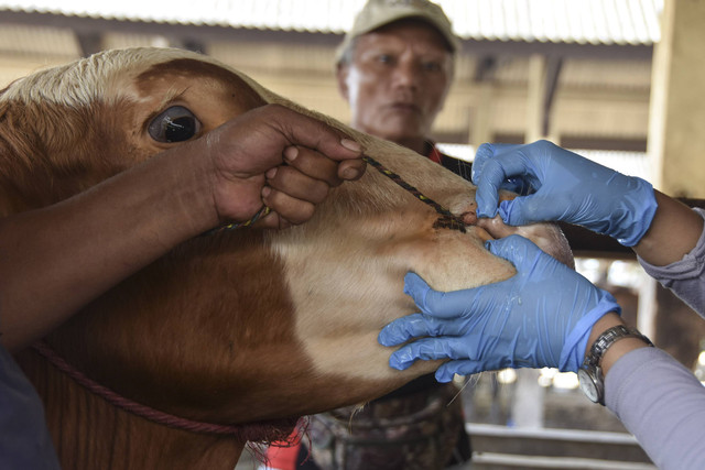 Dokter hewan memeriksa kesehatan sapi di Pasar Hewan Manonjaya, Kabupaten Tasikmalaya, Jawa Barat, Rabu (8/1/2024). Foto: ANTARA FOTO/Adeng Bustomi