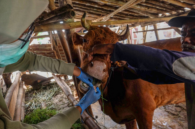 Dokter hewan dari Dinas Ketahanan Pangan dan Pertanian Kota Solo mengecek kesehatan sapi peliharaan warga usai penyuntikan vaksin di Mojosongo, Solo, Jawa Tengah, Rabu (8/1/2025). Foto: ANTARAFOTO/Maulana Surya