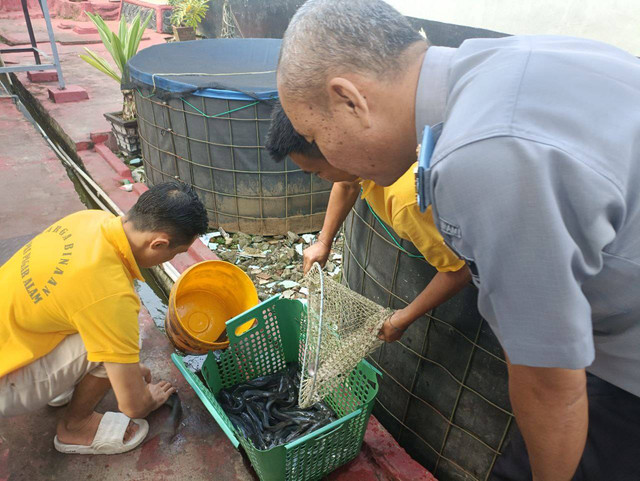 Lapas Pagar Alam Panen Ikan Lele Sebagai Bentuk Kemandirian Warga Binaan