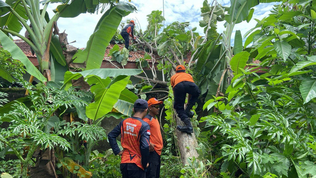 BPBD Kota Bandar Lampung saat evakuasi pohon tumbang menimpa atap kantor Kelurahan Way Tataan. | Foto: Dok BPBD Bandar Lampung