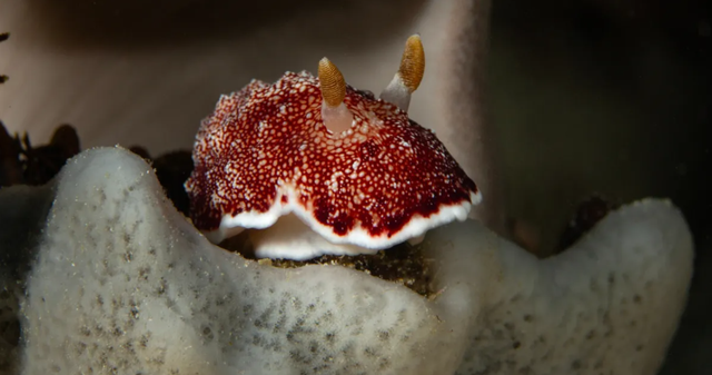 Siput Goniobranchus reticulatus. Foto: Shutterstock