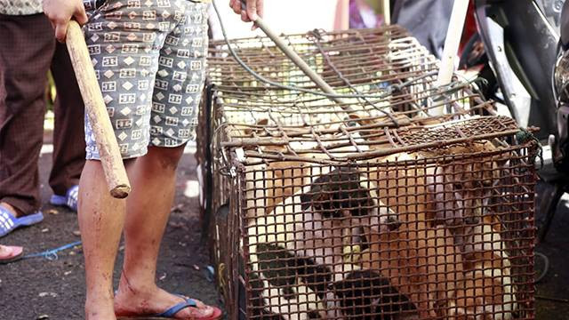 Anjing yang akan dijual di Pasar Tomohon, Sulawesi Utara. (foto: dokumen)