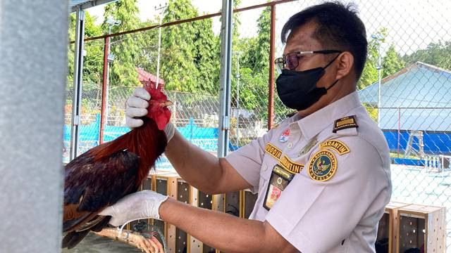 Petugas karantina saat melakukan pemeriksaan terhadap seekor ayam yang akan dikirim antar area. (foto: istimewa)