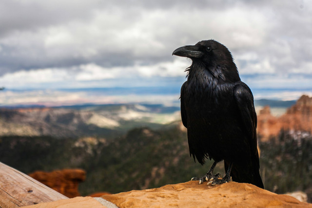 Burung gagak adalah burung yang identik dengan karakter Itachi di anime "Naruto". Foto : unsplash.com