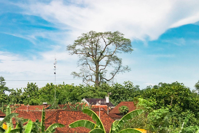 Ilustrasi Manfaat Pohon Lamtoro,Foto:Unplash/Ivan Samudra