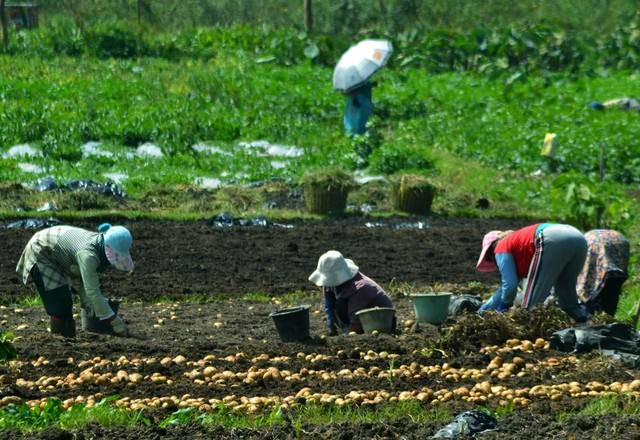 Potret Petani Kentang di Wonosobo, Jawa Tengah. Sumber Foto: Jamal Mahfudz di Kumparan.com