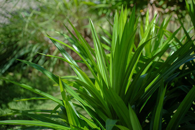 Ilustrasi Daun Pandan, Sumber:IStockphoto/Feri Fadli