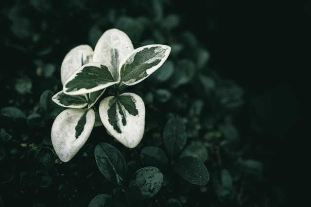 Ilustrasi Manfaat Pohon Zig-zag, Foto: Unsplash/Wyxina Tresse