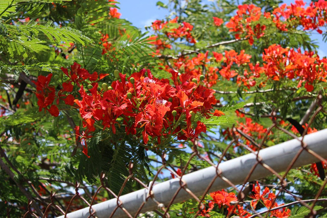 Ilustrasi manfaat pohon flamboyan, foto: unsplash/Loaiza Pérez Heredia