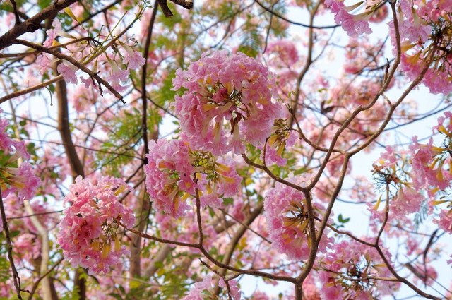 Ilustrasi manfaat pohon tabebuya, foto: unsplash/Joydeep Sensarma